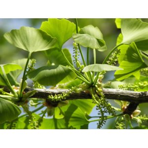 Ginko dvojlaločné (Ginkgo biloba) – výška 40-60 cm, kont. C3L